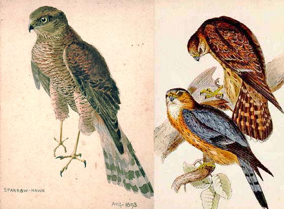 bird illustrations