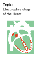 Electrophysiology of the Heart
