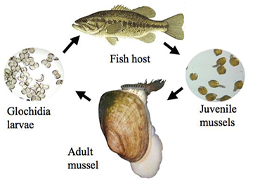 Mussel Reproduction