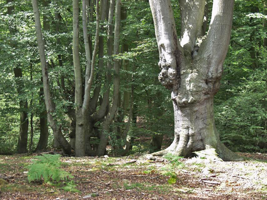 forest with large beech tree