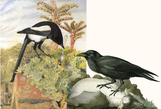 bird illustrations