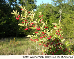 Holly