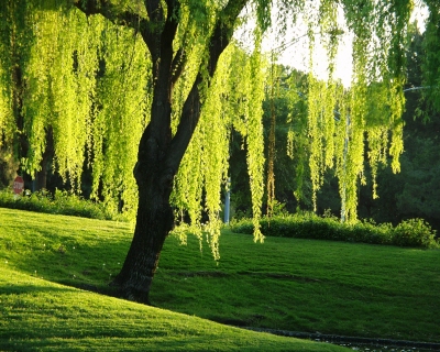 Willow tree